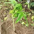 Papaya di Theo