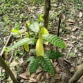 Cacao