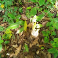 Cacao