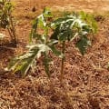 Papaya