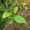 Cacao