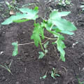 Papaya