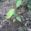Caoba