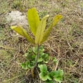 Red Mangrove