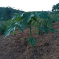 Papaya