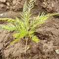 Grevillea