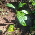 Cacao