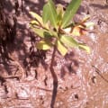 Mangrove