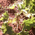Barbados Nut