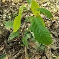 Cacao