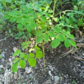 Moringa