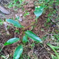 Cinnamon