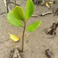 White Mangrove