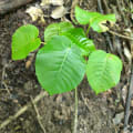 Árbol dinamita