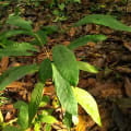 Cacao