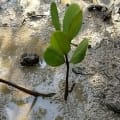 White Mangrove