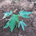 Layla's Papaya
