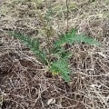 Grevillea