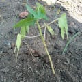 Papaya