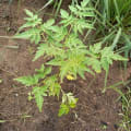 Neem