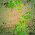 Moringa