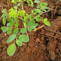 Moringa