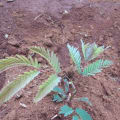 Calliandra