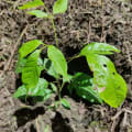 Roble