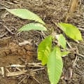 Cacao