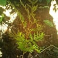 Grevillea