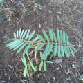 Tephrosia