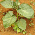 Baumtomate