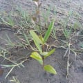 Mangrovia Nera