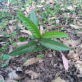 Growth