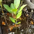Mangrovia Nera
