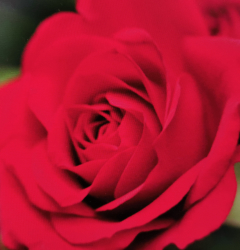 FELICIT&#xC0; ROSA