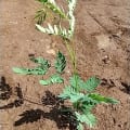 Calliandra