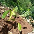 Cacao