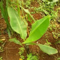 Banano