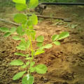 Moringa