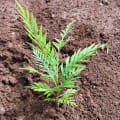 Grevillea