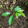 Caoba
