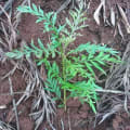 Grevillea