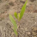 Acacia M. X