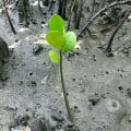 Mangrove Blanche