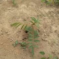 Tephrosia