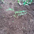 Grevillea