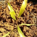 Acacia Mangium