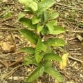 Guava
