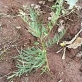 Grevillea